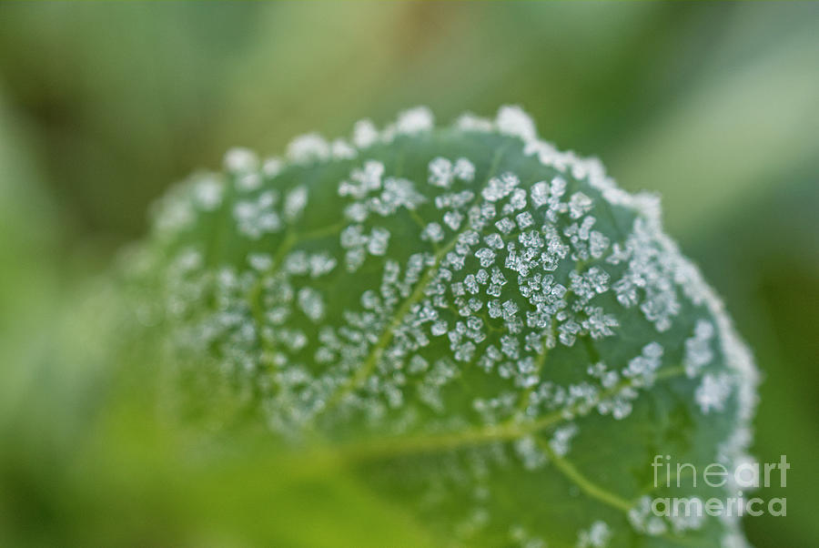 Frost on the edge of a cabbage leaf Photograph by Iris Richardson