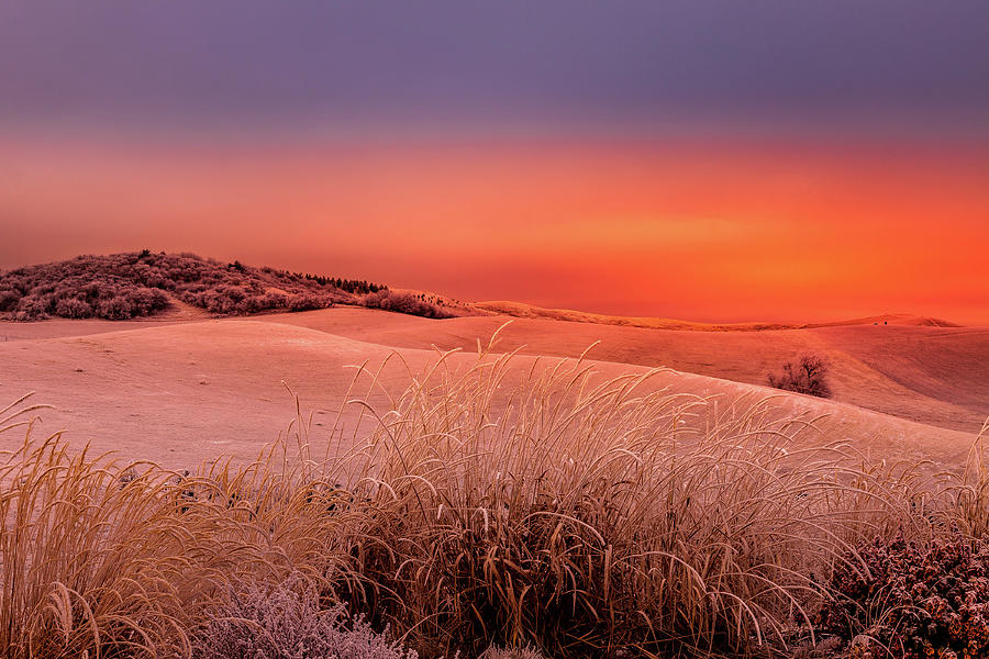 Frost on the Palouse Photograph by David Patterson