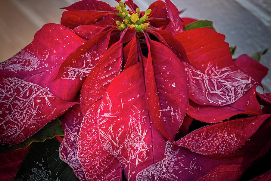 Frost on the Poinsettia  Photograph by Dorothy Cunningham