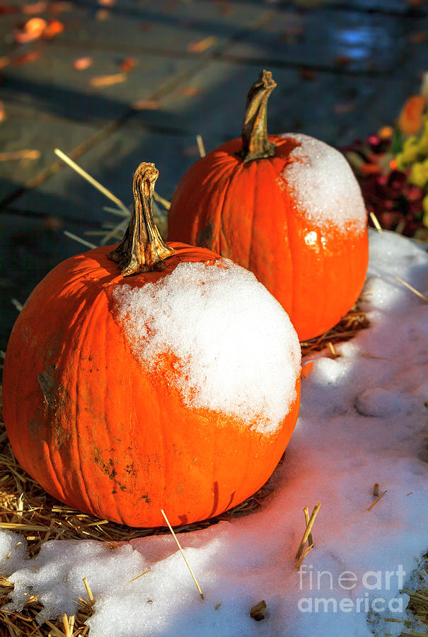 Frost on the Pumpkin at East Jersey Olde Towne Village Photograph by John Rizzuto