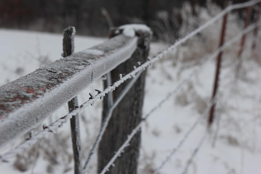 Winter Photograph - Frost on the Wire by James S