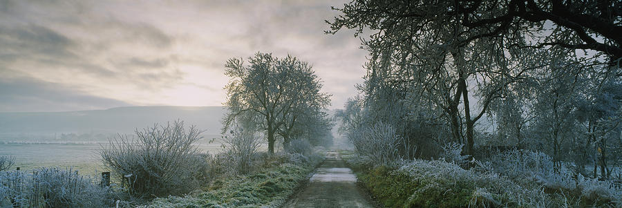 Frost on trees, Staxton, North Yorkshire, England Photograph by Panoramic Images