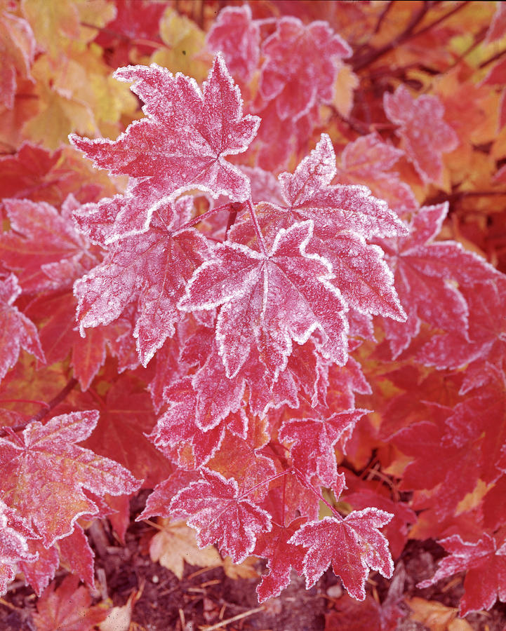 Frost On Vine Maple Leaves, Washington Photograph
