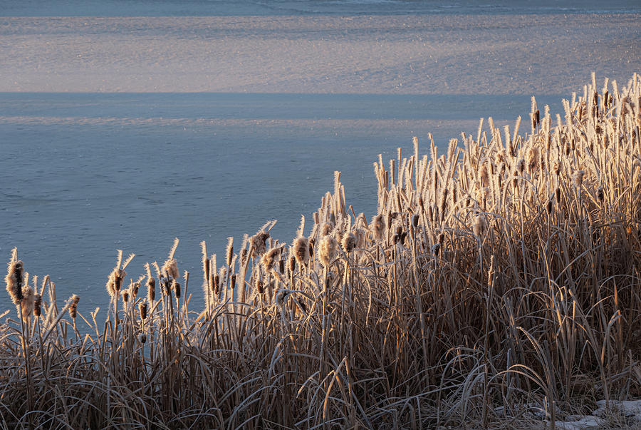 Winter Photograph - Frost On Winter Reeds by Phil And Karen Rispin