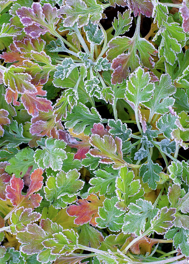 Frost Covered Chrysanthemum Leaves Photograph by Kathi Mirto