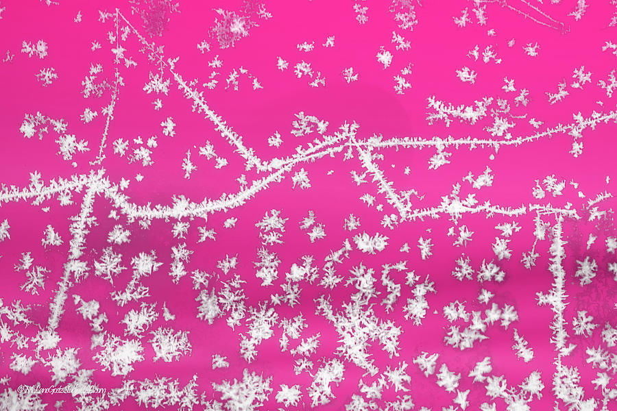 Frost Patterns On Pink Photograph