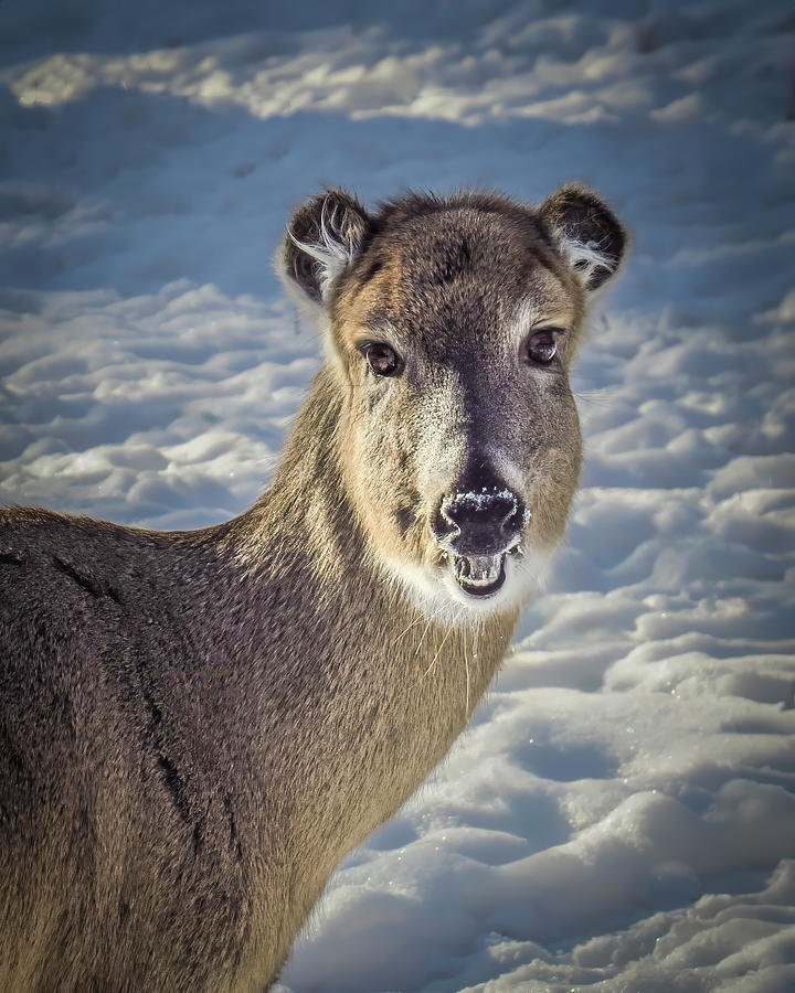 Frostbitten Deer Ears Photograph