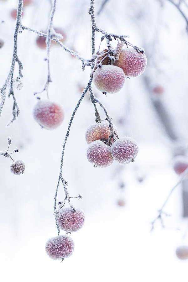 Frosted apples on branch Photograph by Johner Images
