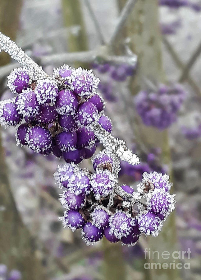 Frosted Beautyberry Photograph by Nina Ficur Feenan