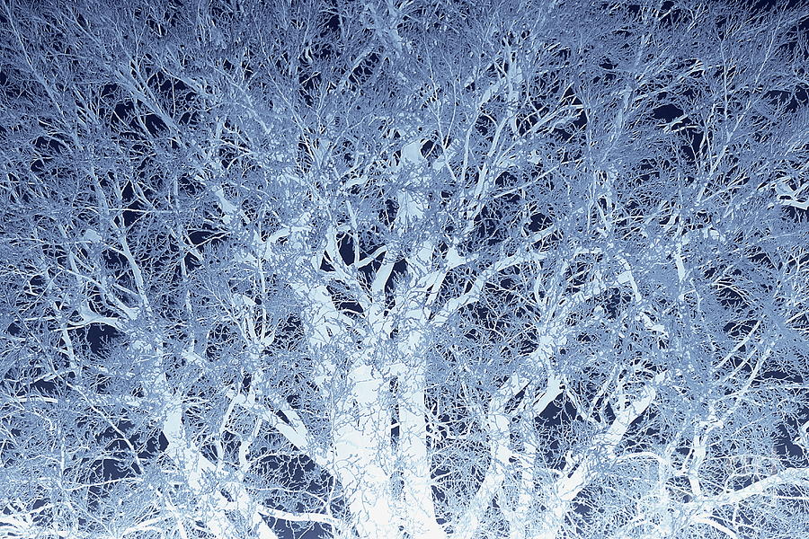 Winter Photograph - Frosted beech tree 2, dark blue edit by Paul Boizot
