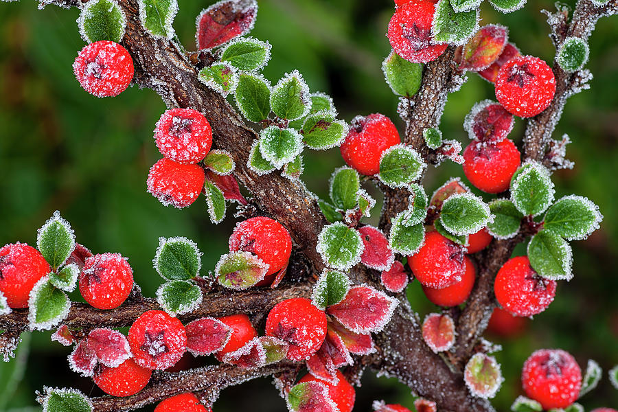 Frosted Berries Photograph by Robert Murray - Fine Art America