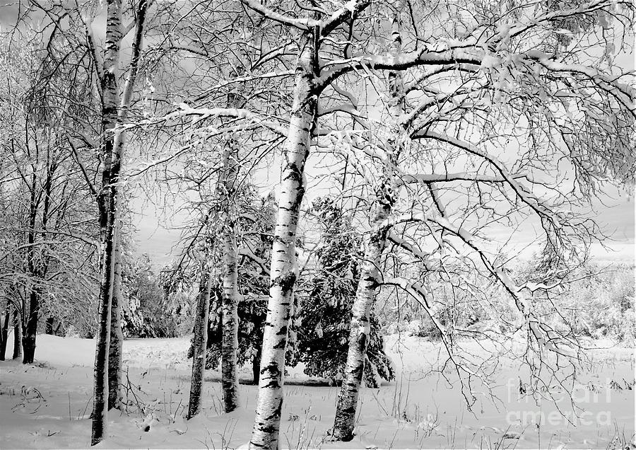 Frosted birch grove Photograph by Michael McCormack