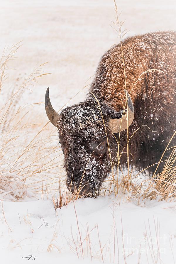 Frosted Bison Face Photograph by Christopher Thomas