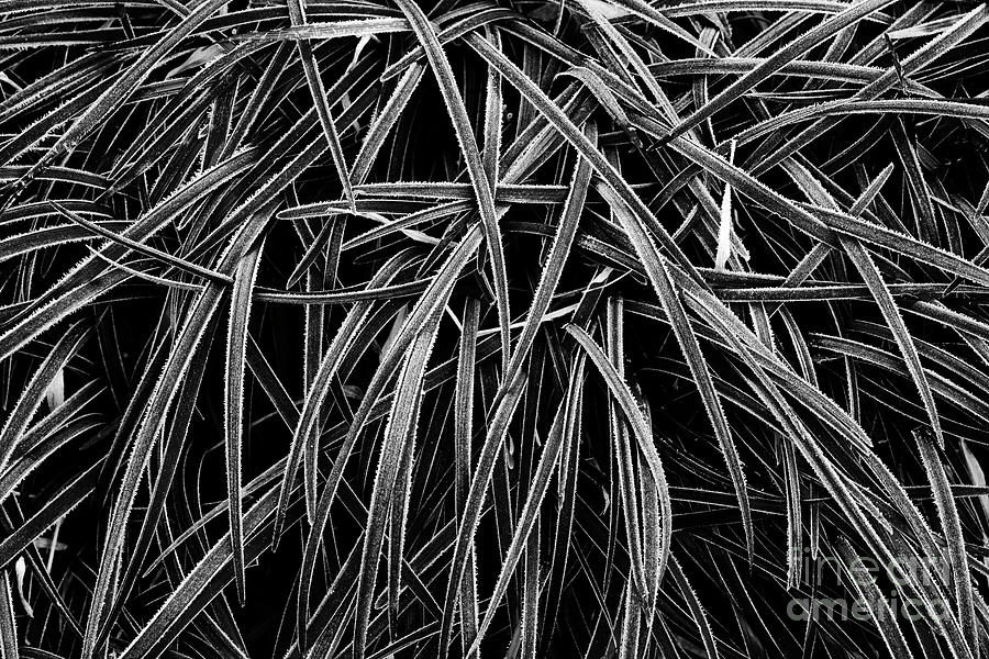 Frosted Black Lilytuff Grass Monochrome Photograph by Tim Gainey