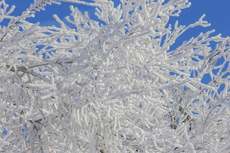 Frosted Branches Photograph by Peter Bouman - Fine Art America