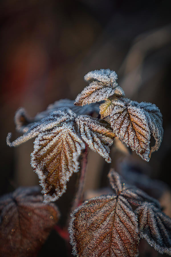 Frosted Bronze Leaves Photograph by Patti Deters