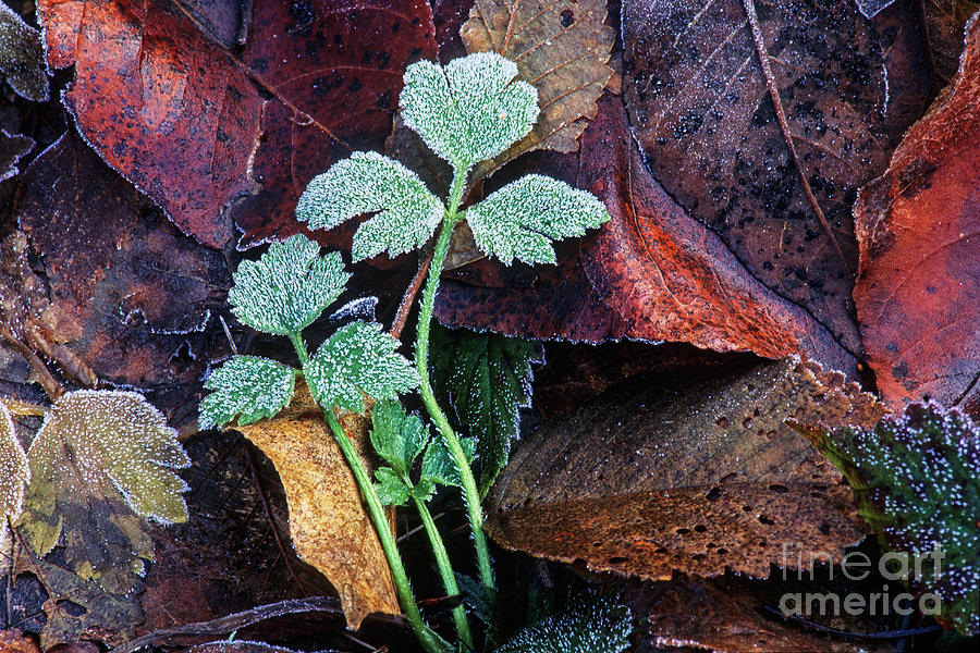 Frosted buttercup leaves Photograph by Michael Wheatley