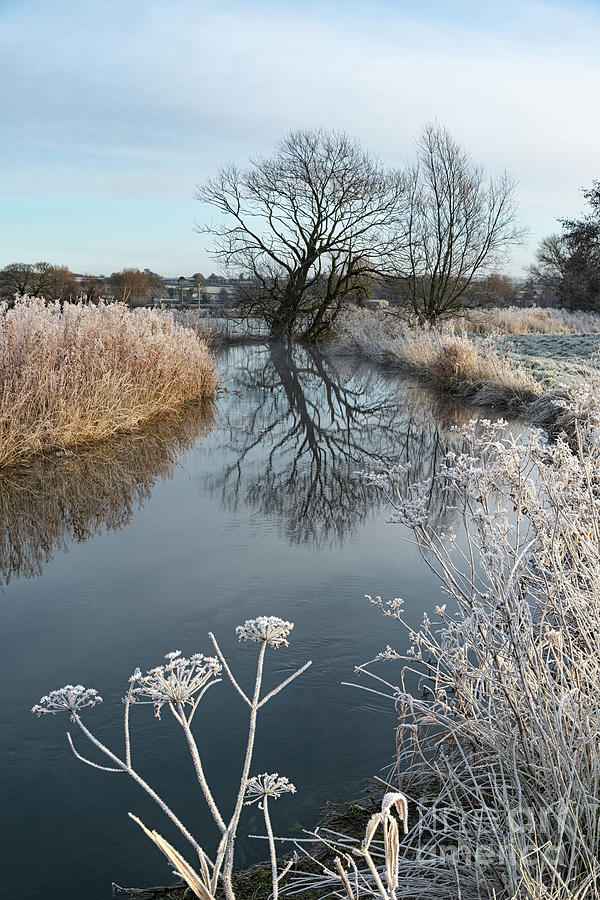 Frosted Cow Parsley Photograph by Richard Burdon