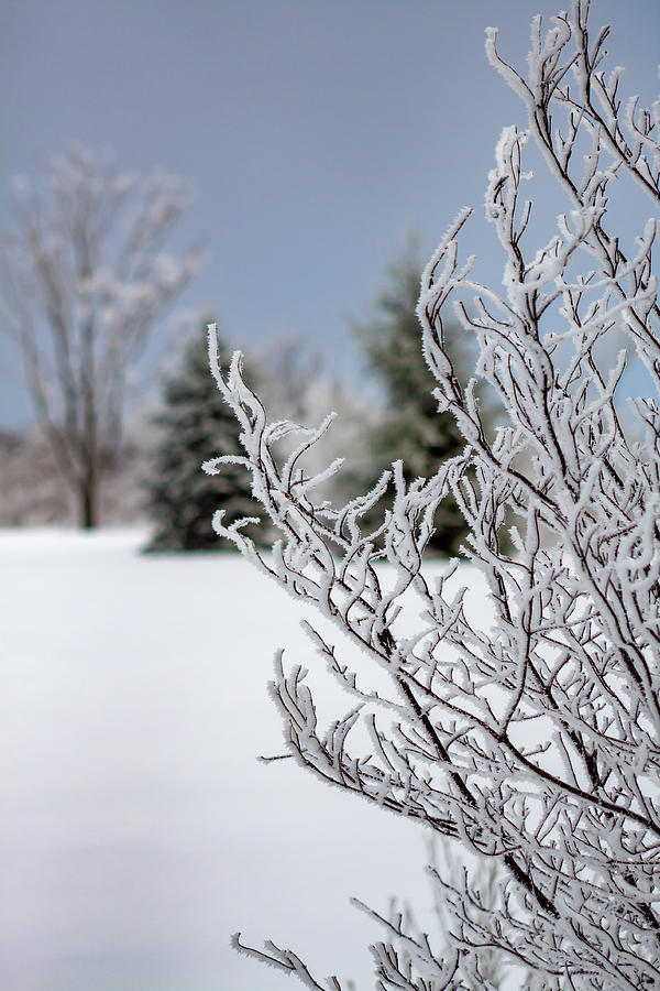 Frosted Photograph