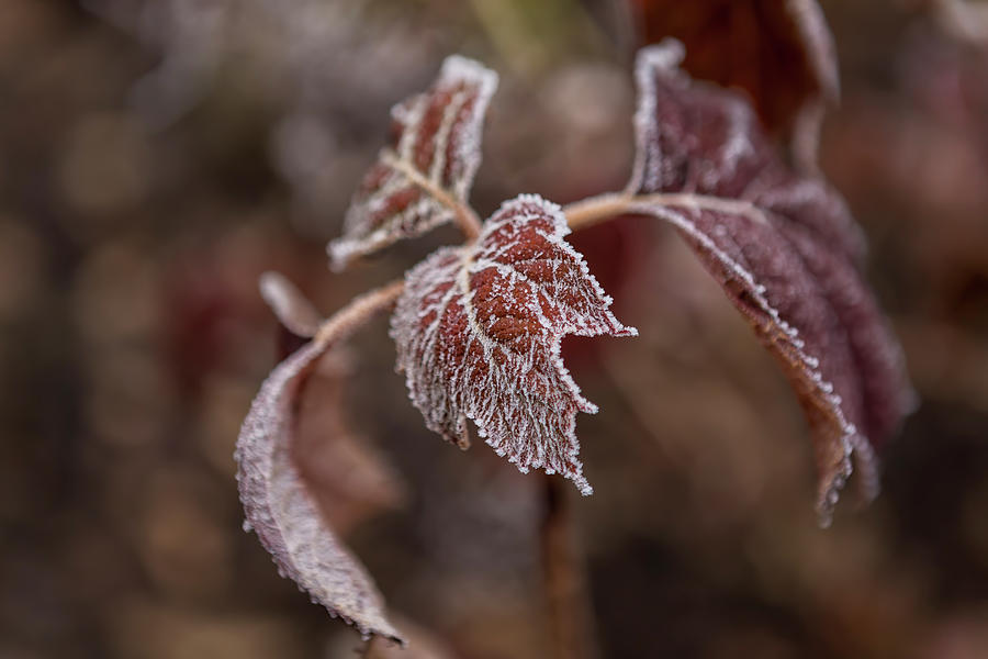 Frost-encrusted Leaf Photograph