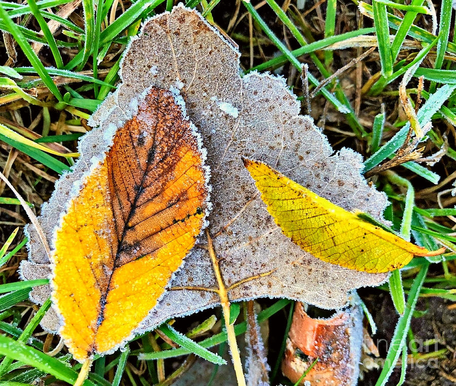 Frosted Fall Leaves Photograph by Kathy M Krause Fine Art America