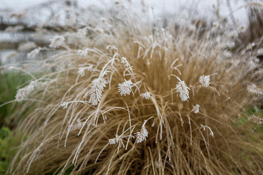 Frosted Flora Photograph by Belinda Greb