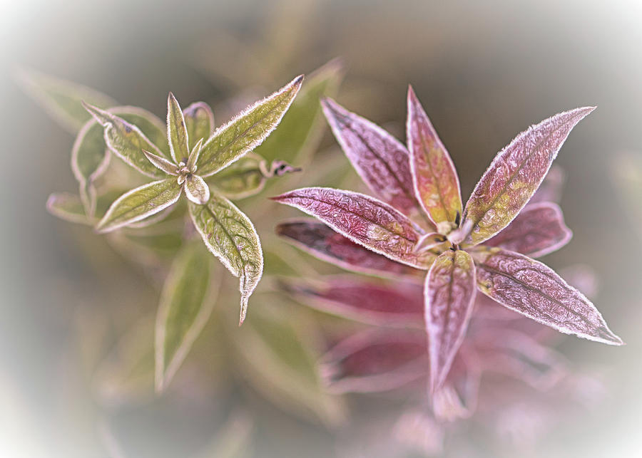 Frosted Flora Photograph