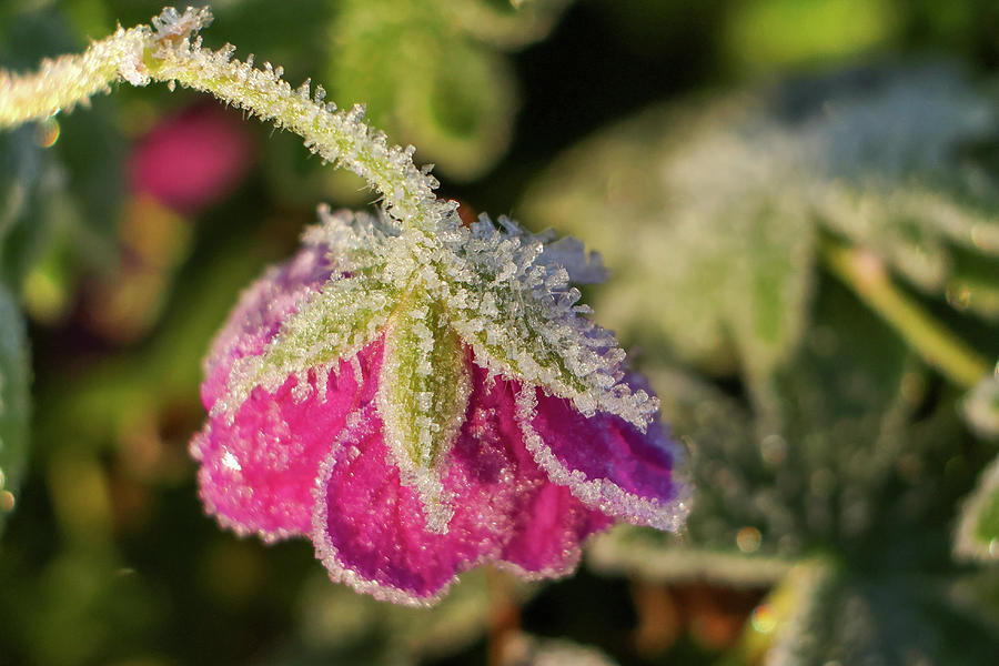 Frosted Flower Photograph by Brook Burling