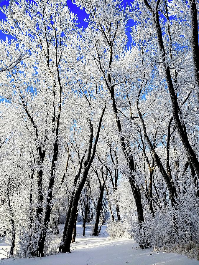 Frosted Forest Photograph by Beth Hedley - Fine Art America