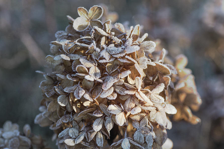 Frosted Hydrangea Photograph by Sue Capuano
