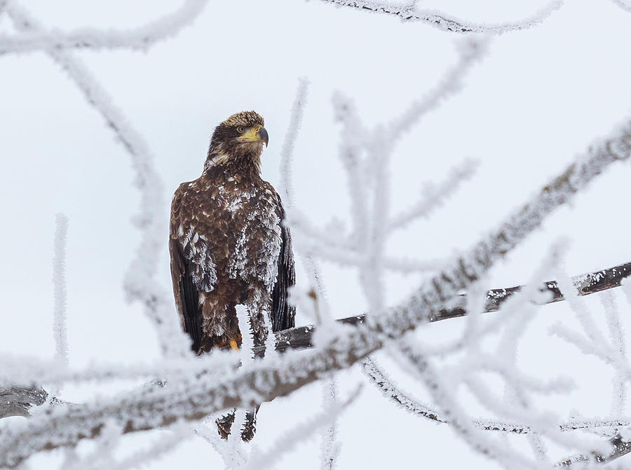 Frosted Juvenile bald eagle Photograph by Roxanne Westman - Fine Art ...