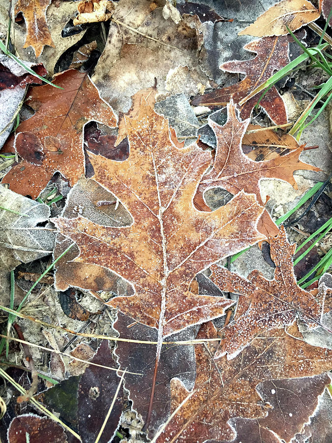 Frosted Leaves Photograph