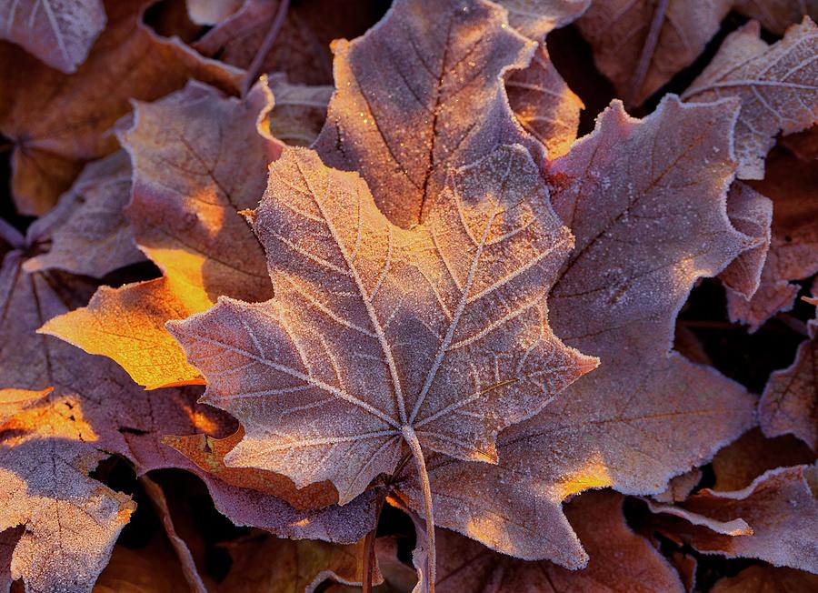 Frosted Leaves Photograph by Lynn Hopwood