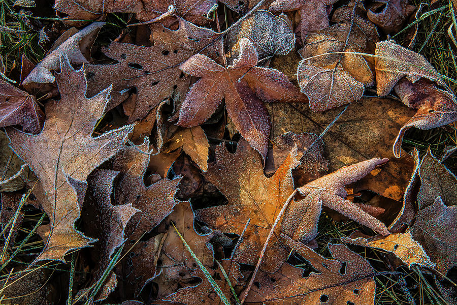 Frosted Leaves Photograph by Ray Silva