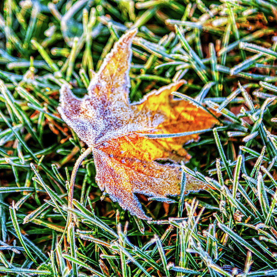 Frosted Maple Leaf, Ontario, Canada Photograph by Tatiana Travelways