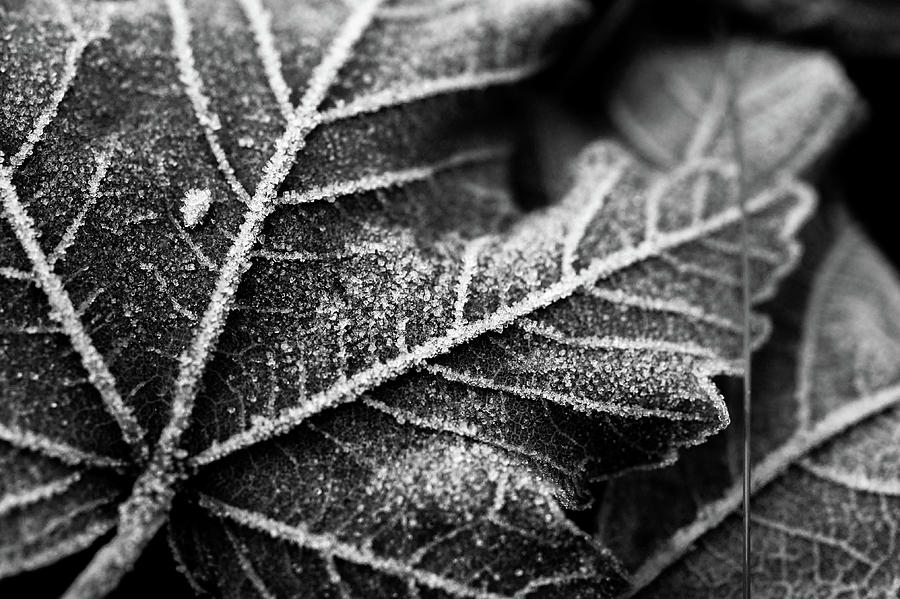 Frosted Photograph by Misty Tienken