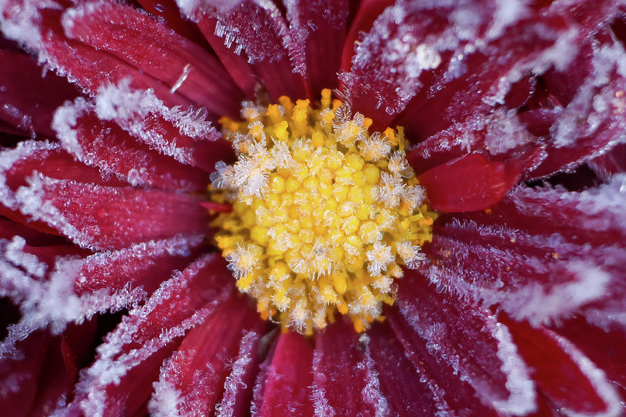 Frosted Mum Photograph by Brook Burling