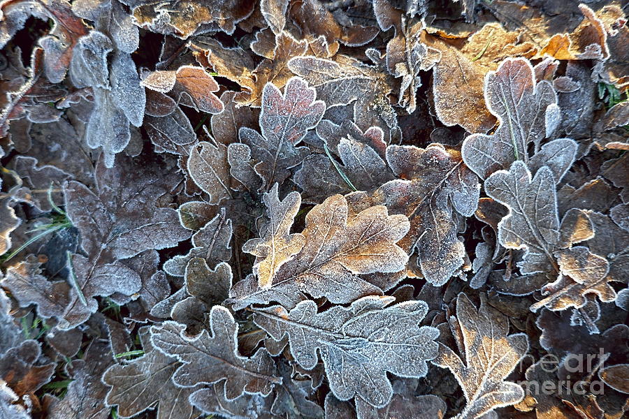 Frosted Oak Leaves 2 Photograph