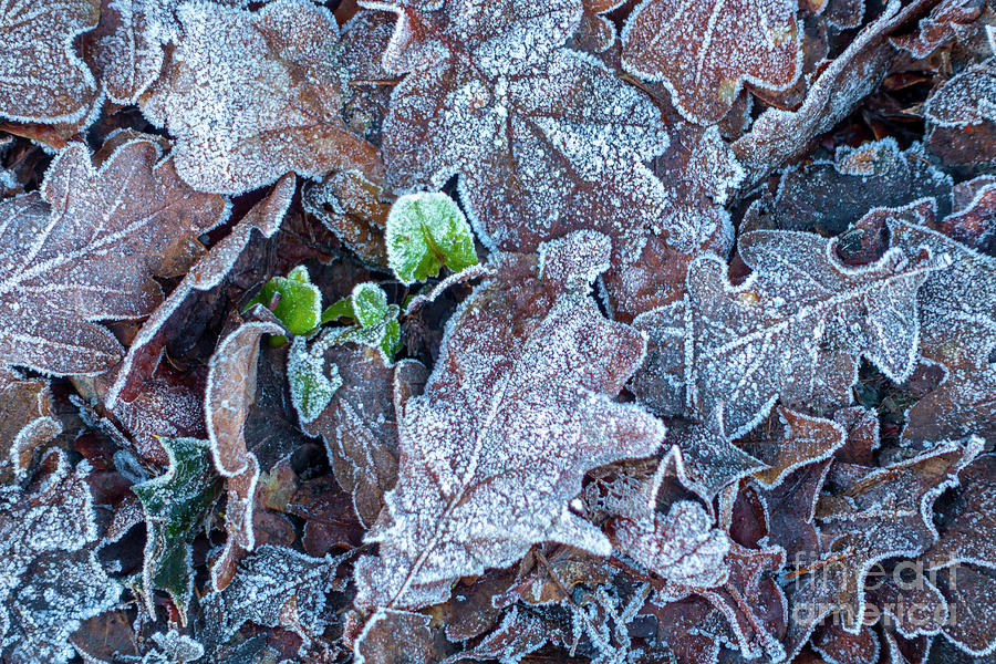 Frosted oak leaves in winter Photograph by Louise Heusinkveld
