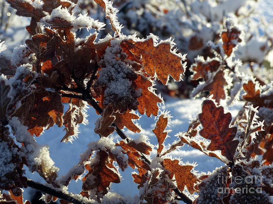 Frosted oak leaves on a branch Photograph by Phil Banks