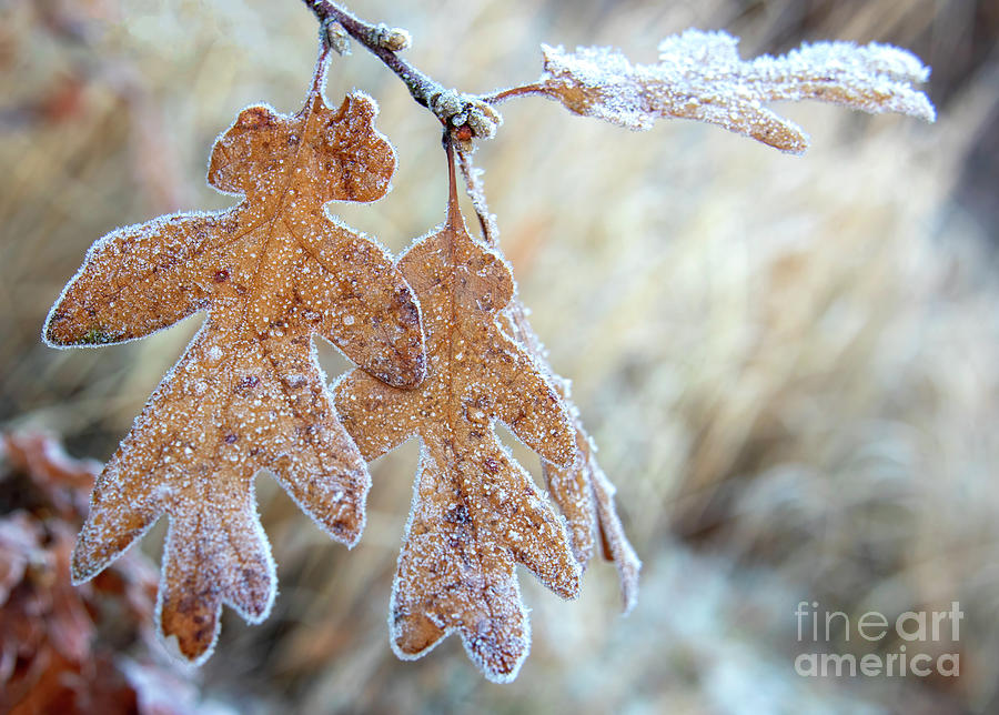 Frosted Oak Photograph