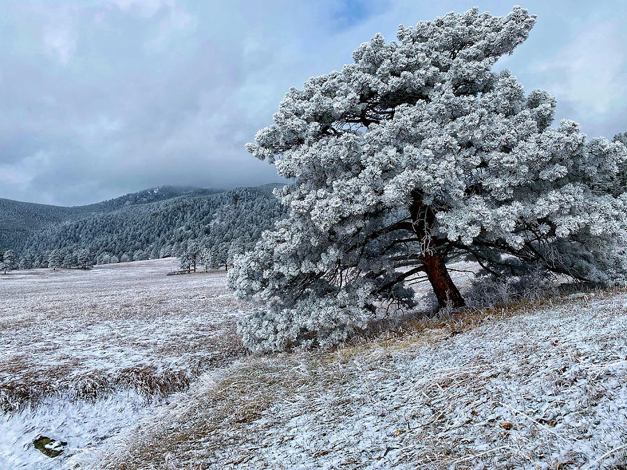 Frosted Pine Photograph by Dan Miller