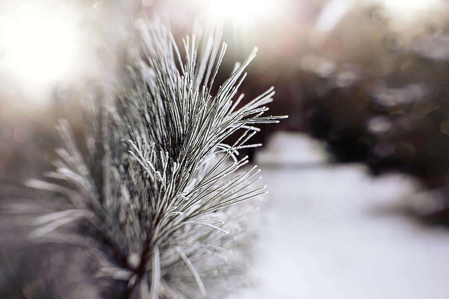 Frosted Pine In The Light Photograph by Nicole Engstrom