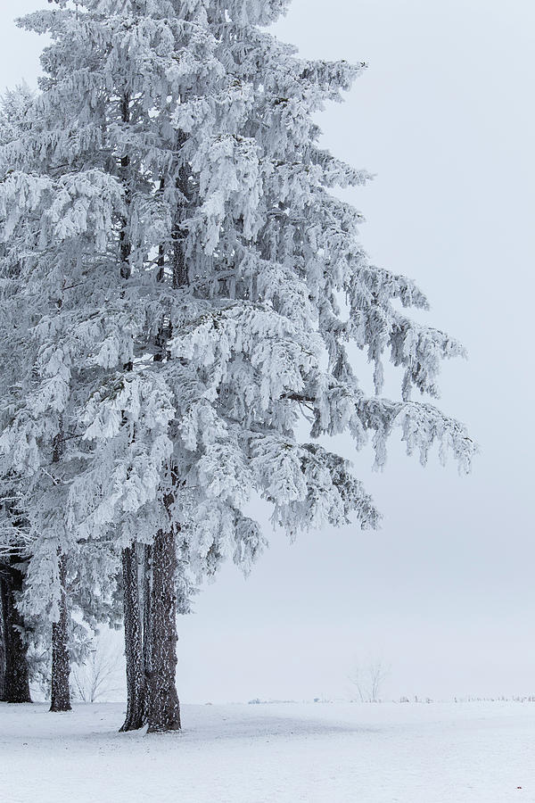 Frosted Pine Photograph