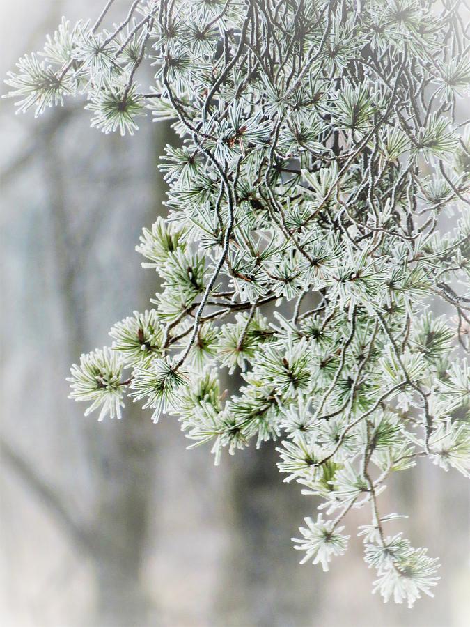 Frosted Pine Needles  Photograph by Lori Frisch