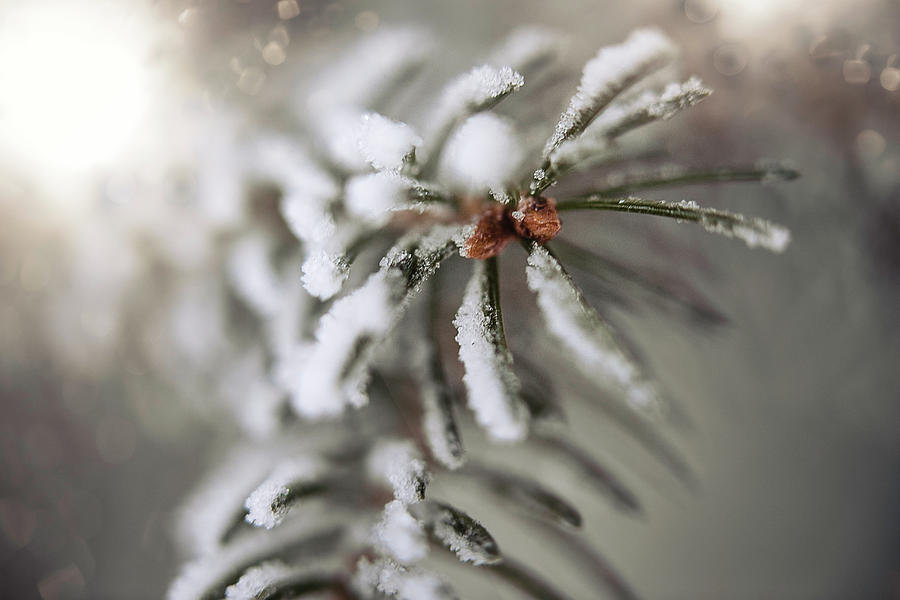 Frosted Pine Photograph by Nicole Engstrom
