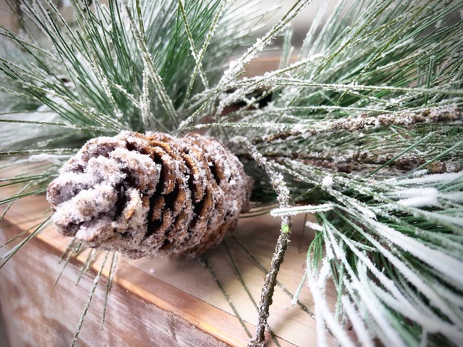 Frosted Pine Photograph by Steph Gabler