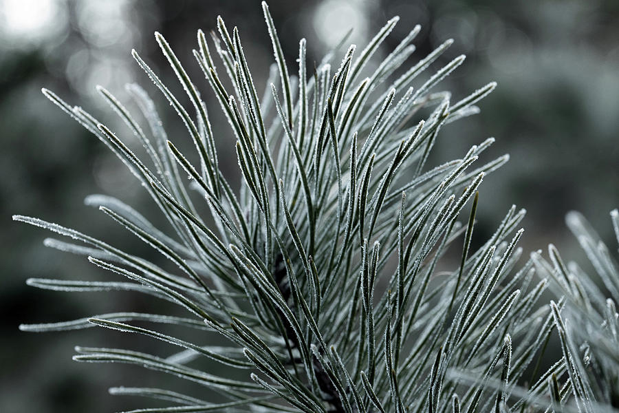Frosted Pine Photograph by Steve Gravano