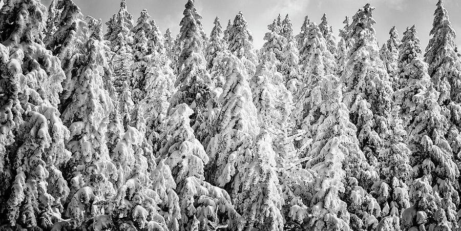 Frosted Pines Photograph by Stephen Stookey