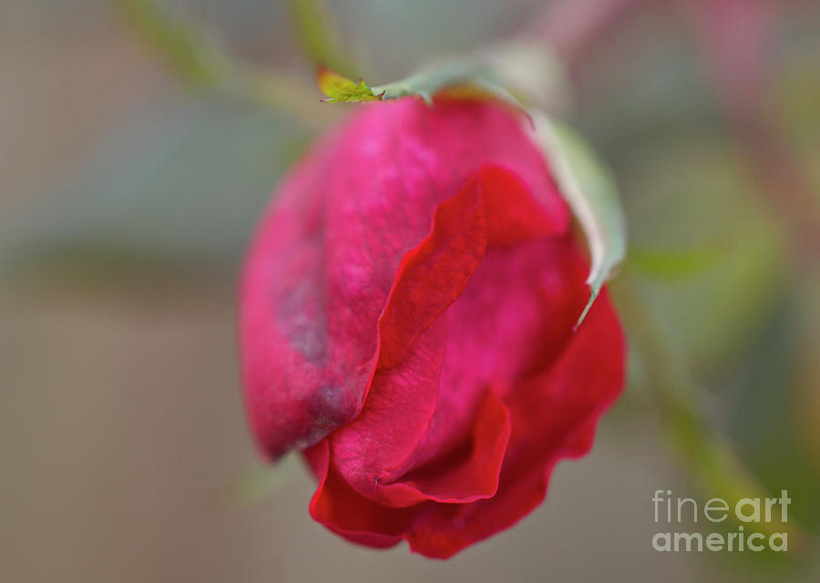 Frosted Red Rose Bud Photograph by Iris Richardson